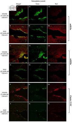 Corrigendum: Regulation of microRNA expression in the neuronal stem cell niches during aging of the short-lived annual fish Nothobranchius furzeri